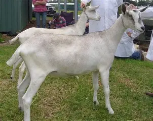 Market Dairy Goat (Madera Fair)