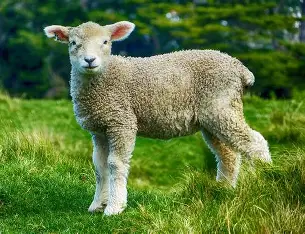 Lamb (Sheep)