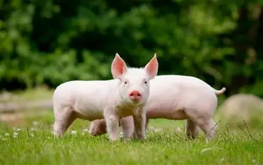 Pig/Hog (Swine)